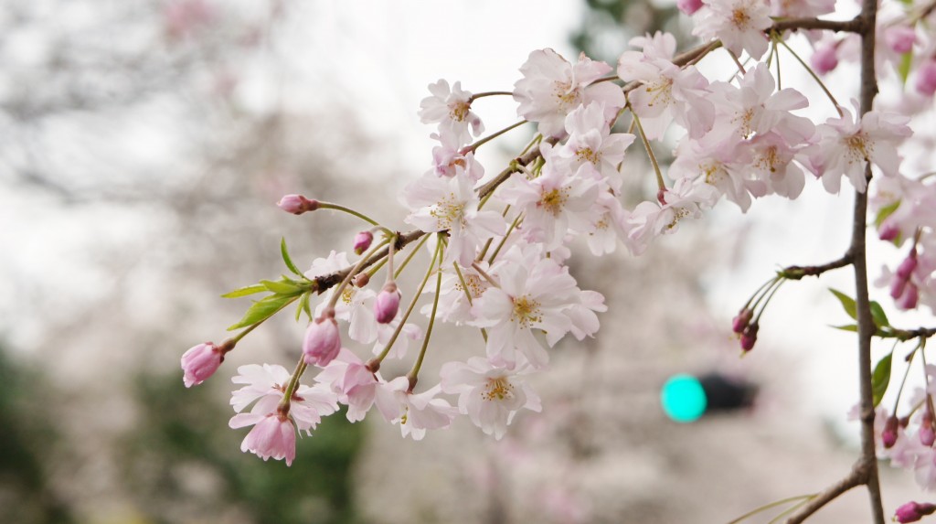 cherry blossom