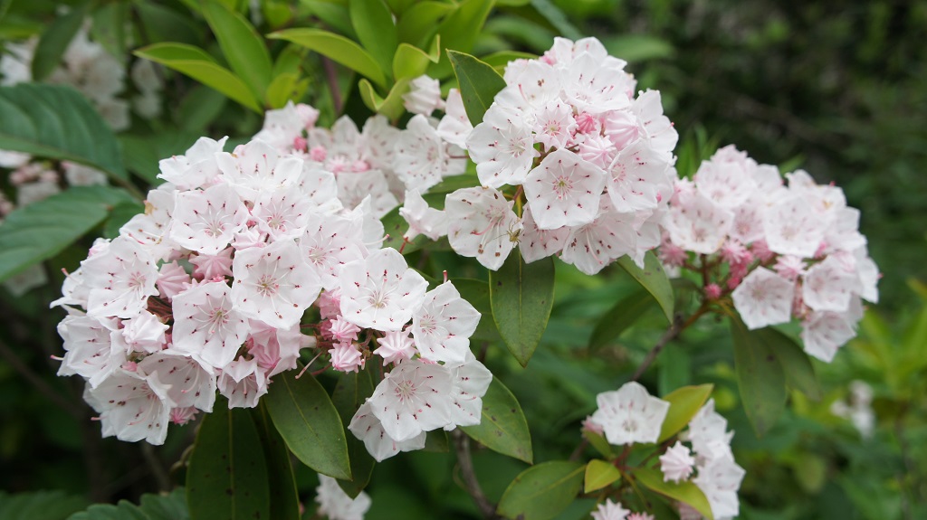 Kalmia